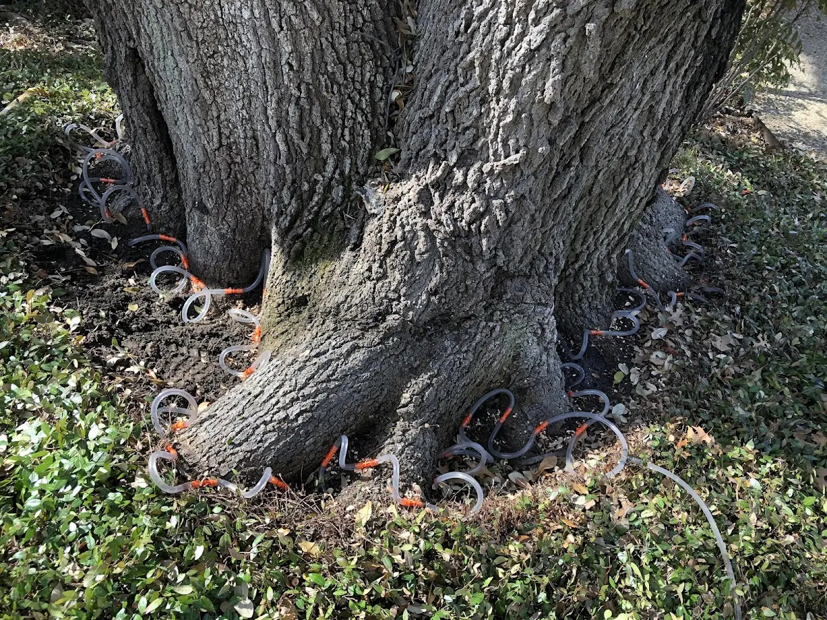 Detailed Tree Cabling and Bracing job site in Schroeder