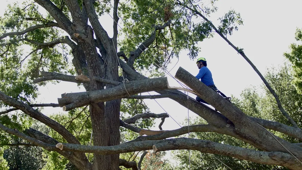 Professional Crown Thinning performed by certified arborists in Schroeder