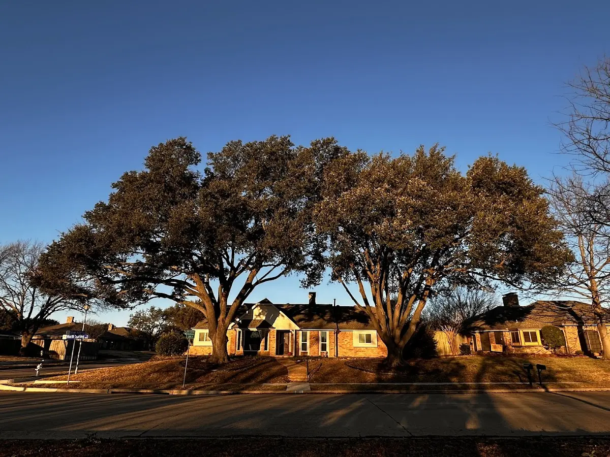 Established residential canopy tree shading a home in Schroeder