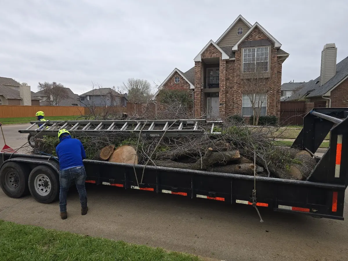 Expert Tree Pest Control with proper safety equipment in Schroeder